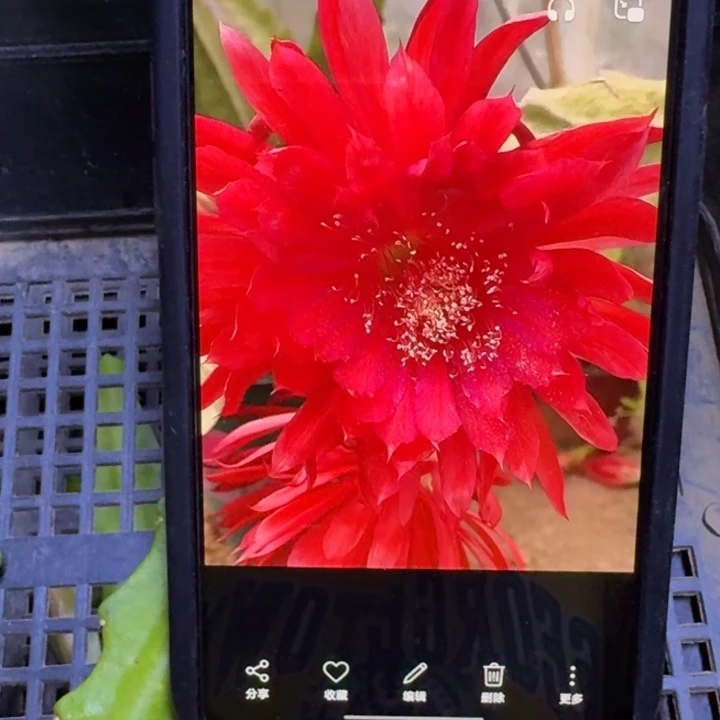 238令箭谢幕8公分左右无根侧牙，20包邮