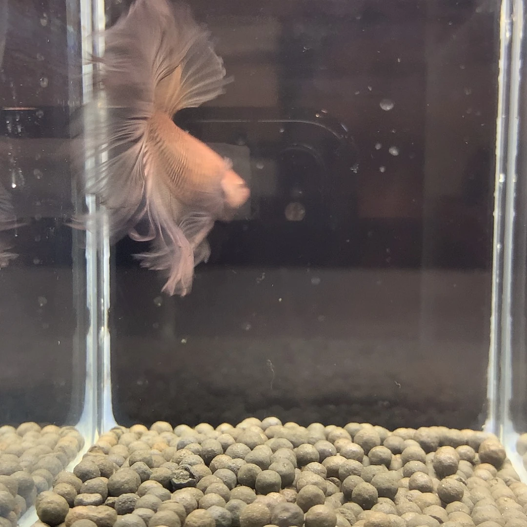 海水鱼七弟泰国斗鱼30