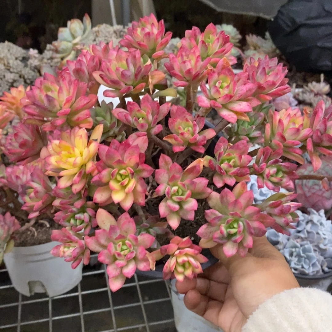 小叮当锦整桩无砍大盆