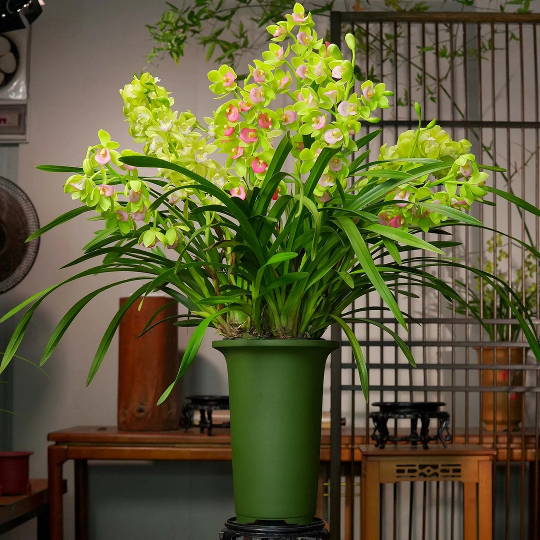 【蓝月香兰】大花蕙兰6-9花苞浓香型兰花宜兴高端民国绿紫砂盆