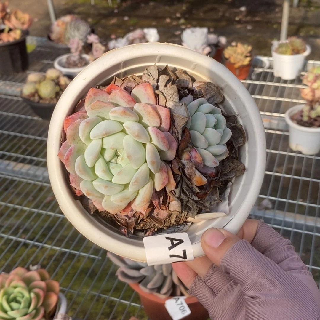 705冰玉双头一物一拍