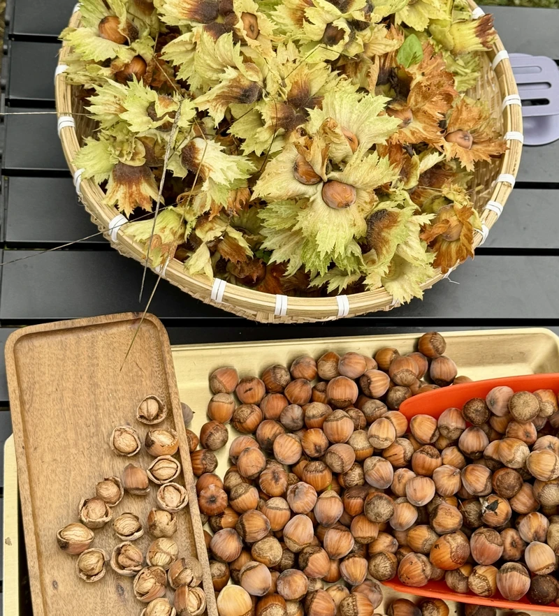 2025年东北延边现摘当季鲜榛子3/5斤装 (树上自然熟）