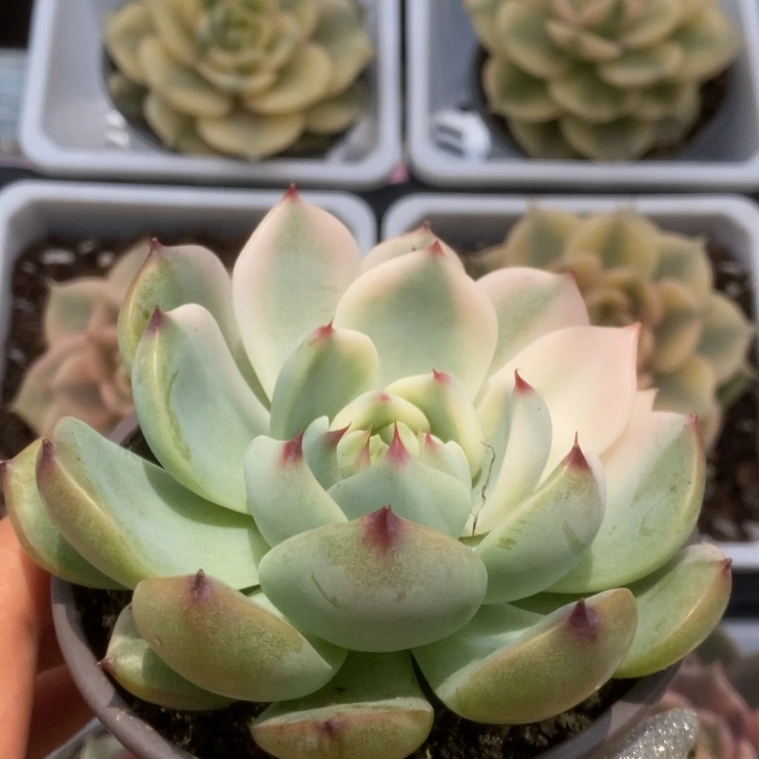 923锦锦锦锦锦锦锦锦