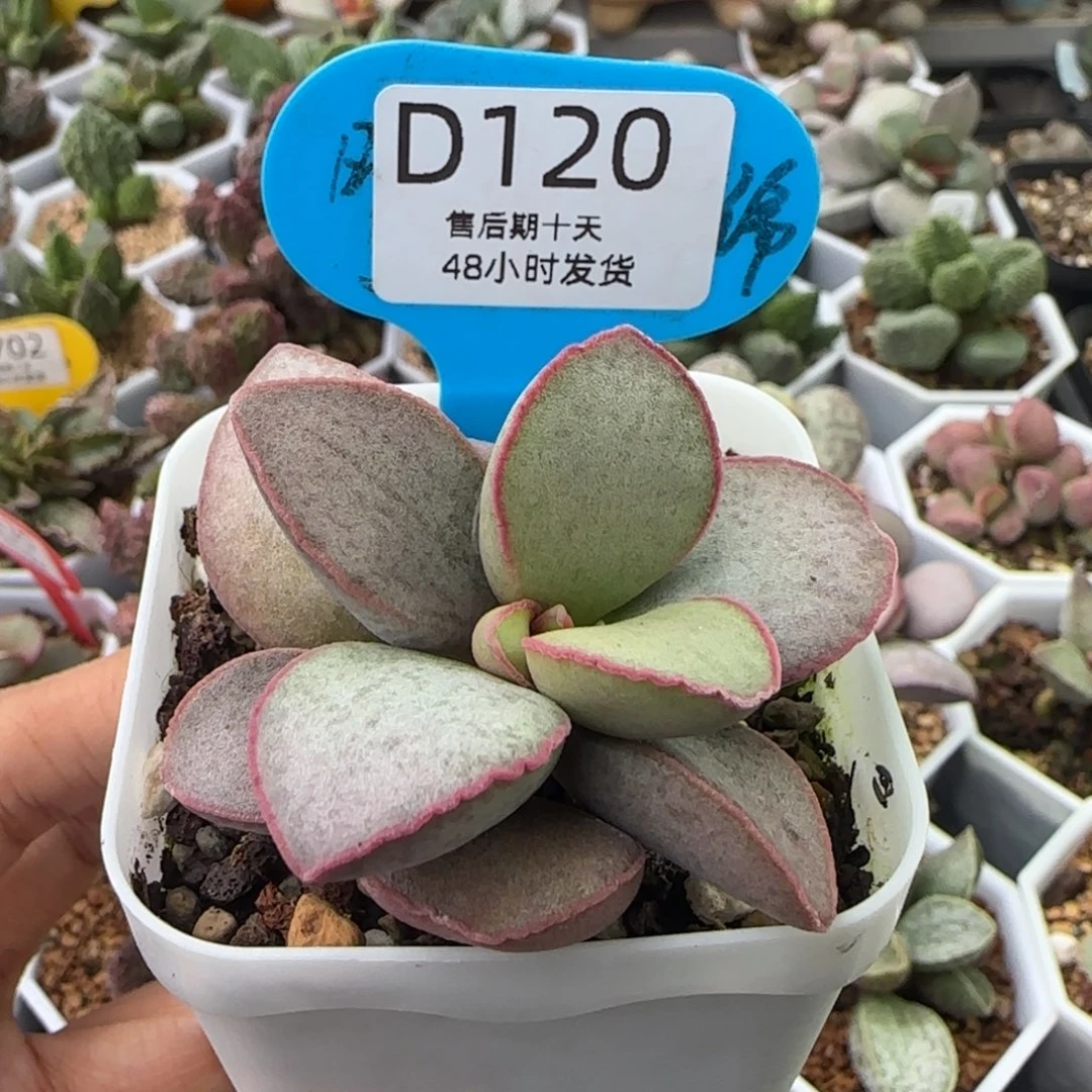 碧海。    120。