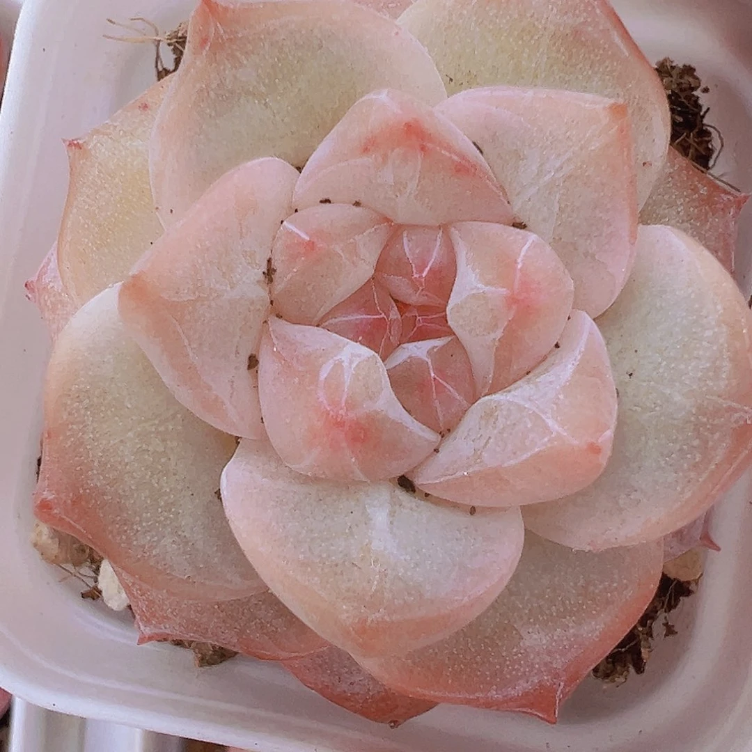 冰钻19包邮多肉植物