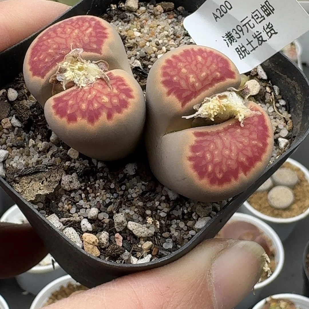 200多肉哈哈哈哈哈哈哈