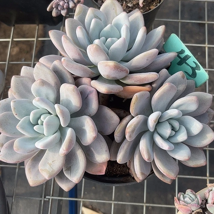 两单包邮，一物一拍奥橙43