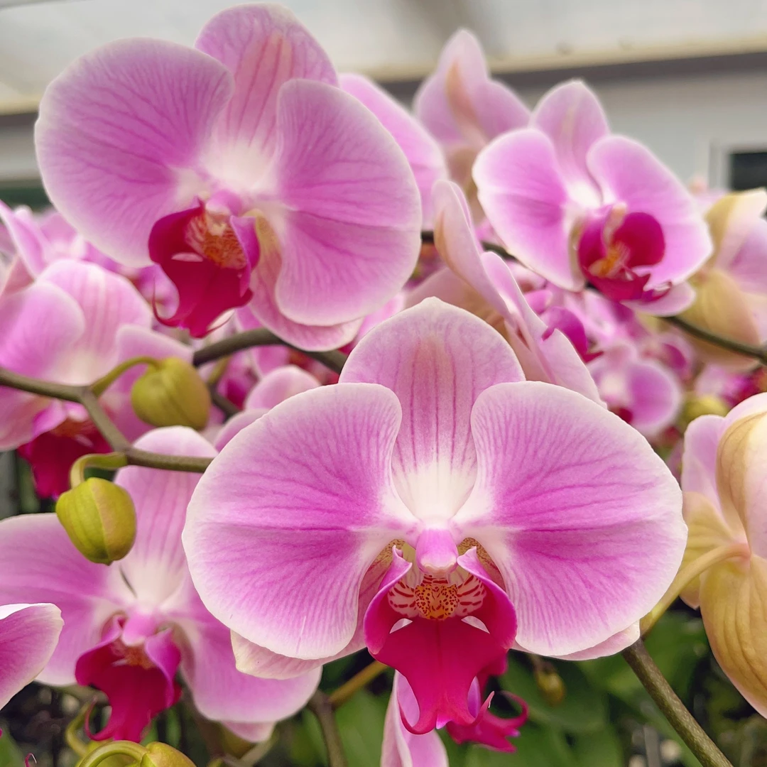 05【仙桃】精美蝴蝶兰花卉佛山基地批发直播次日达