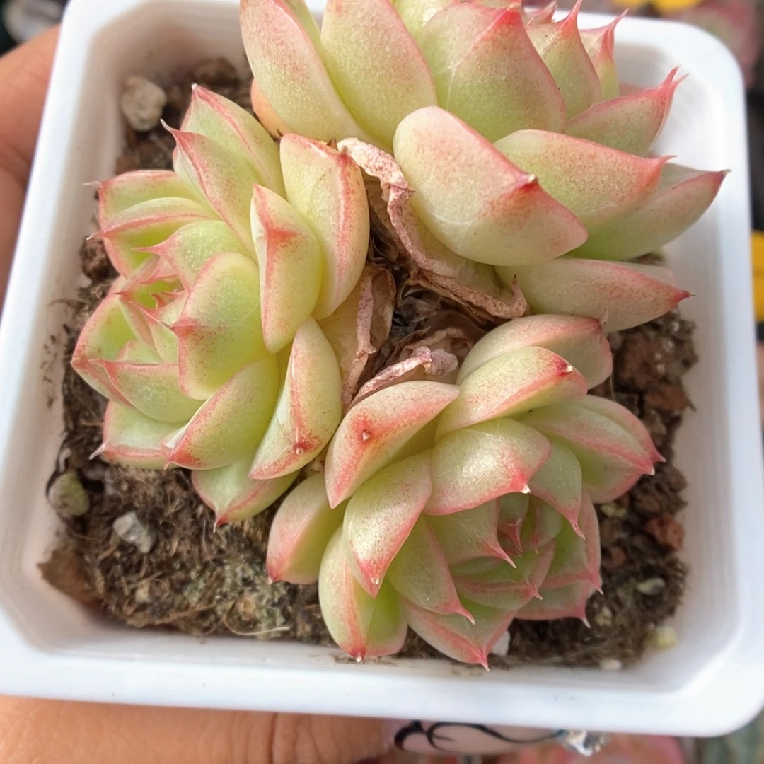 水晶小笼包麦秆324号