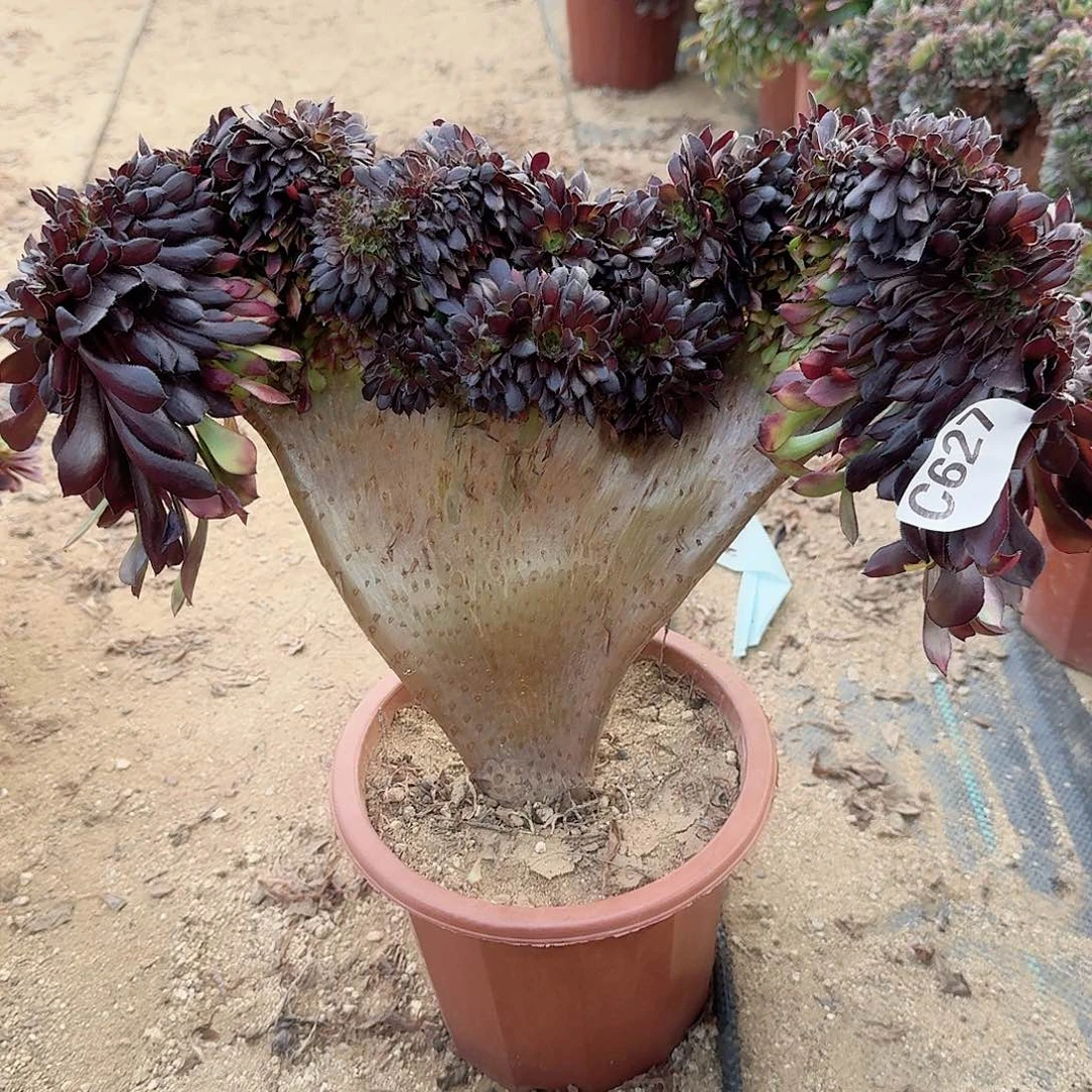 627铜壶一颗呀呀