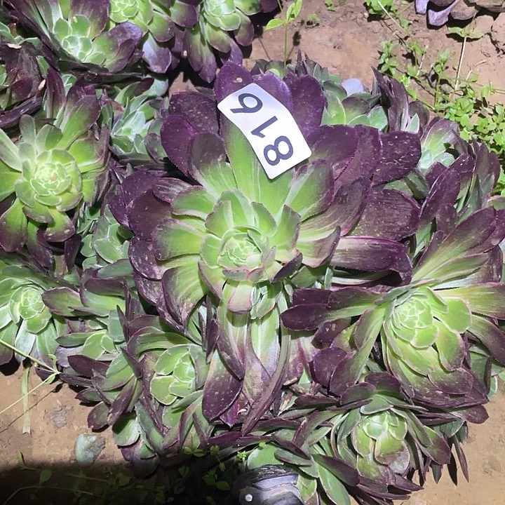 心**妈多肉植物法师816万花筒