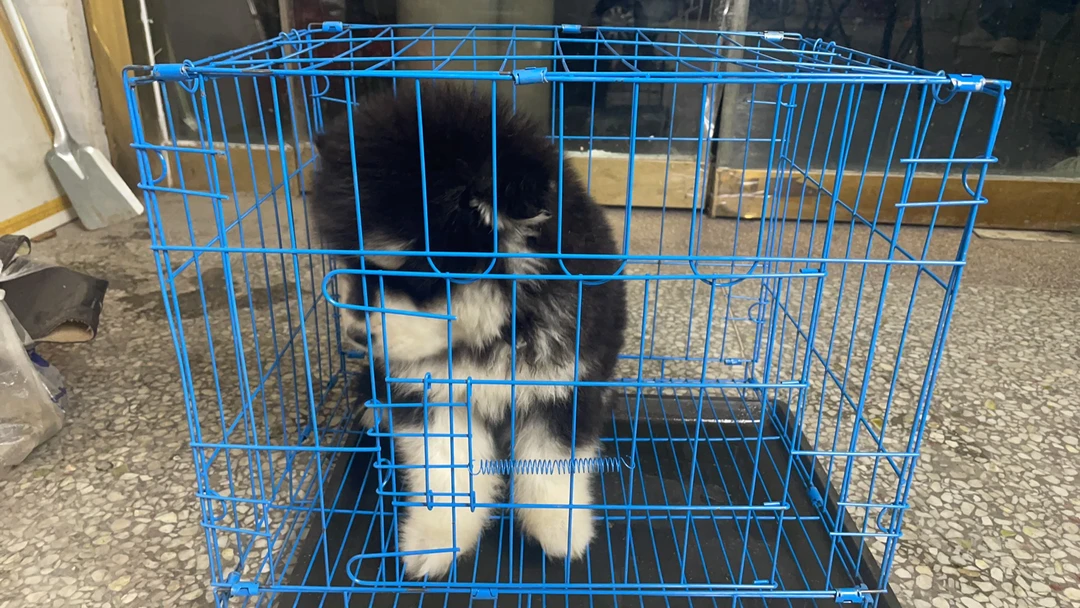 狗笼子小型犬中型犬带厕所可折叠家用宠物笼子猫笼兔笼