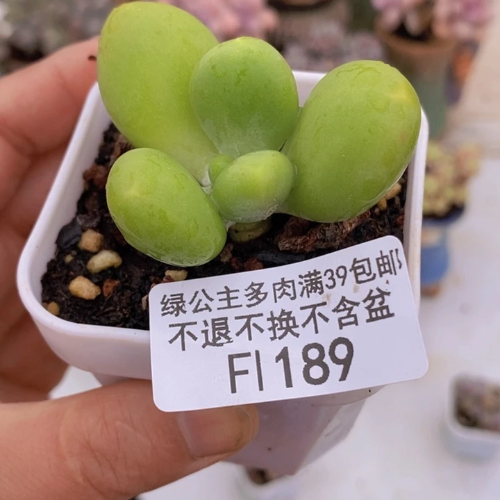 芒果奶单头4cm189多肉植物