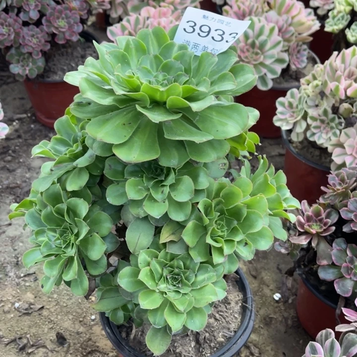 3933青莲中班的人多肉的