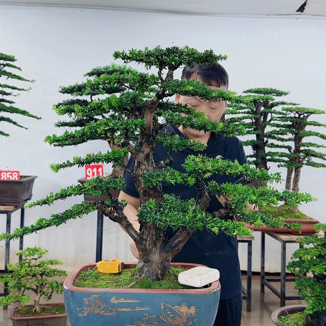 A***人无花朵盆景园林……