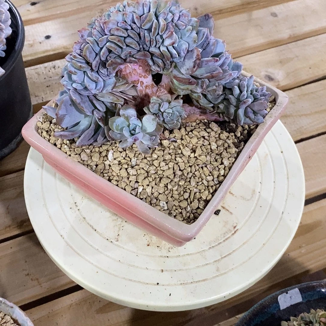 B****yM姐的树缀化话说
