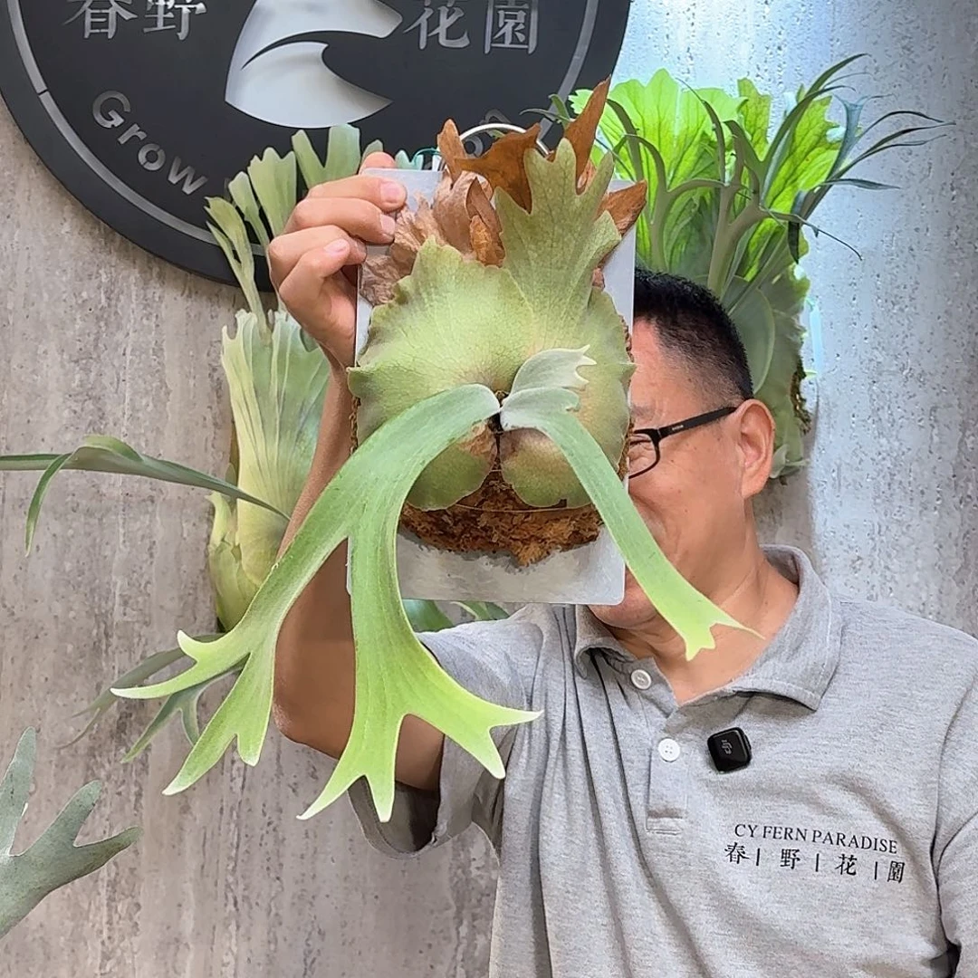 完全开放春野花园A+孢播鹿角蕨