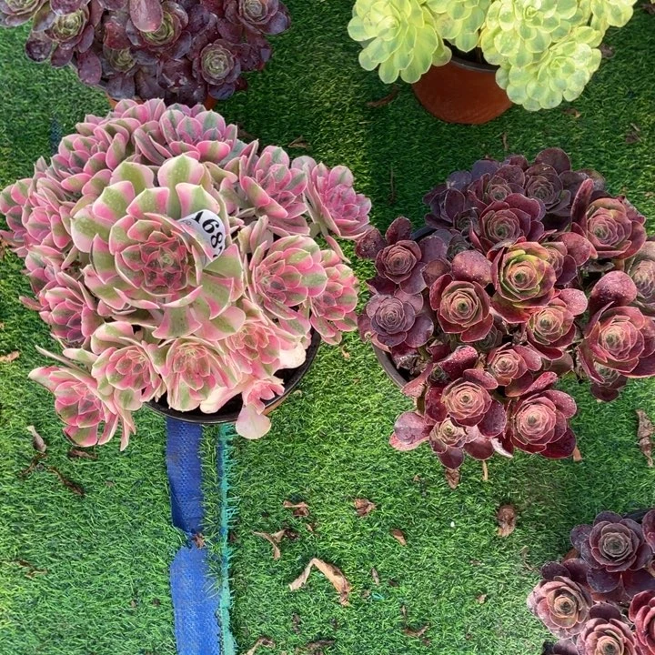 687号开播福利两颗组合