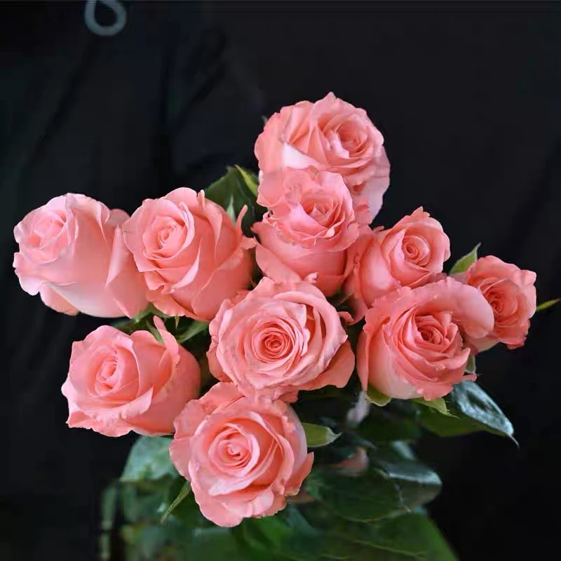 【戴安娜玫瑰】云南鲜花生日花基地直发玫瑰花生活鲜花拍2单发顺丰