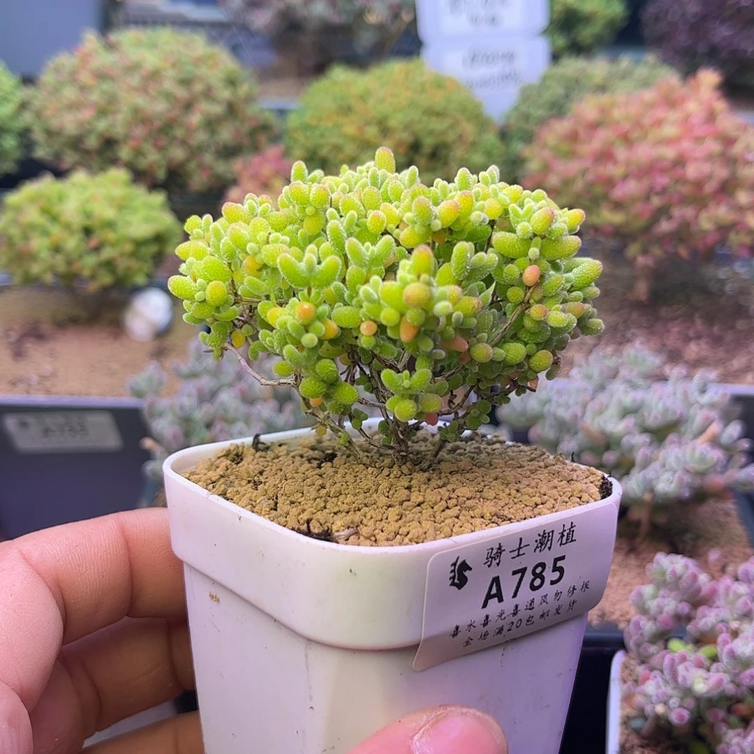 785蜜橘糖球枝干番杏