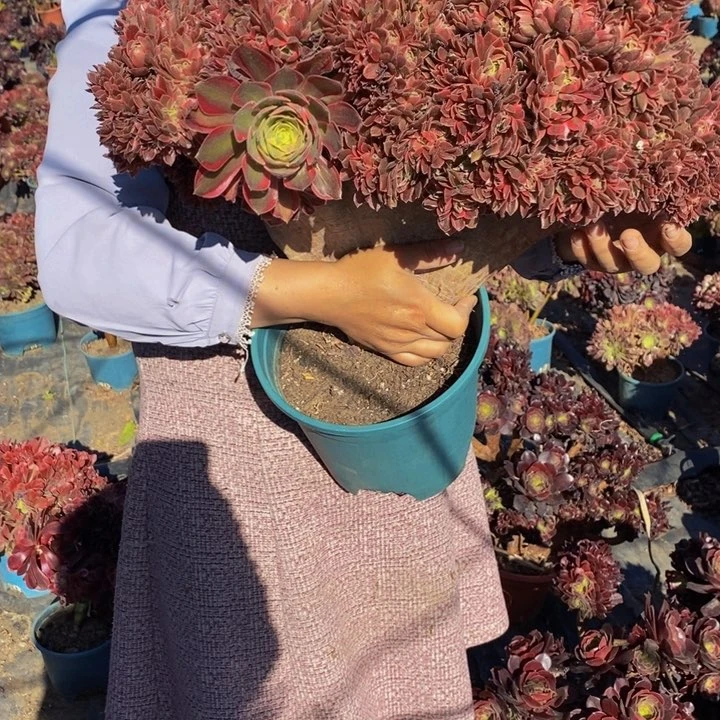 女神一颗多肉植物