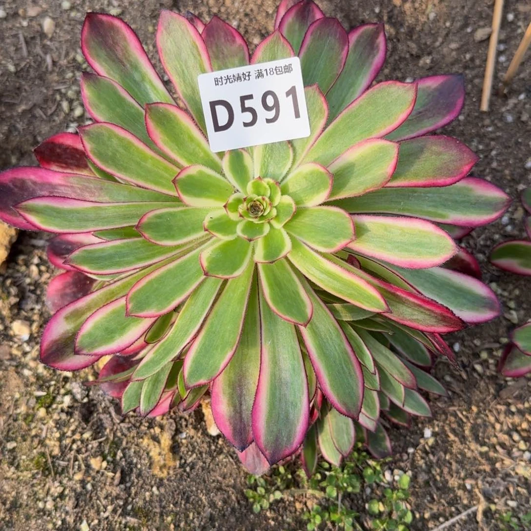 @****?591白月光多肉植物