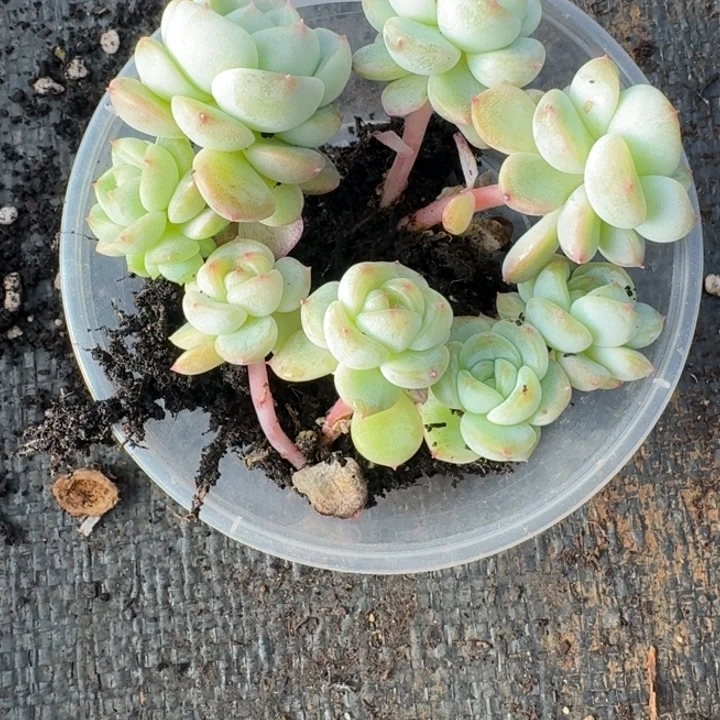 似***匀014甜心3000混甜秃子