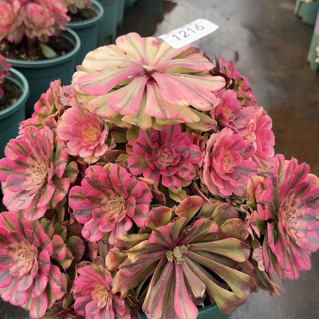 1216多肉 粉体美姬法师