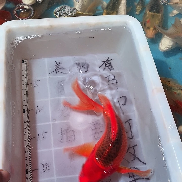 蝴蝶鲤鱼渔场直发29