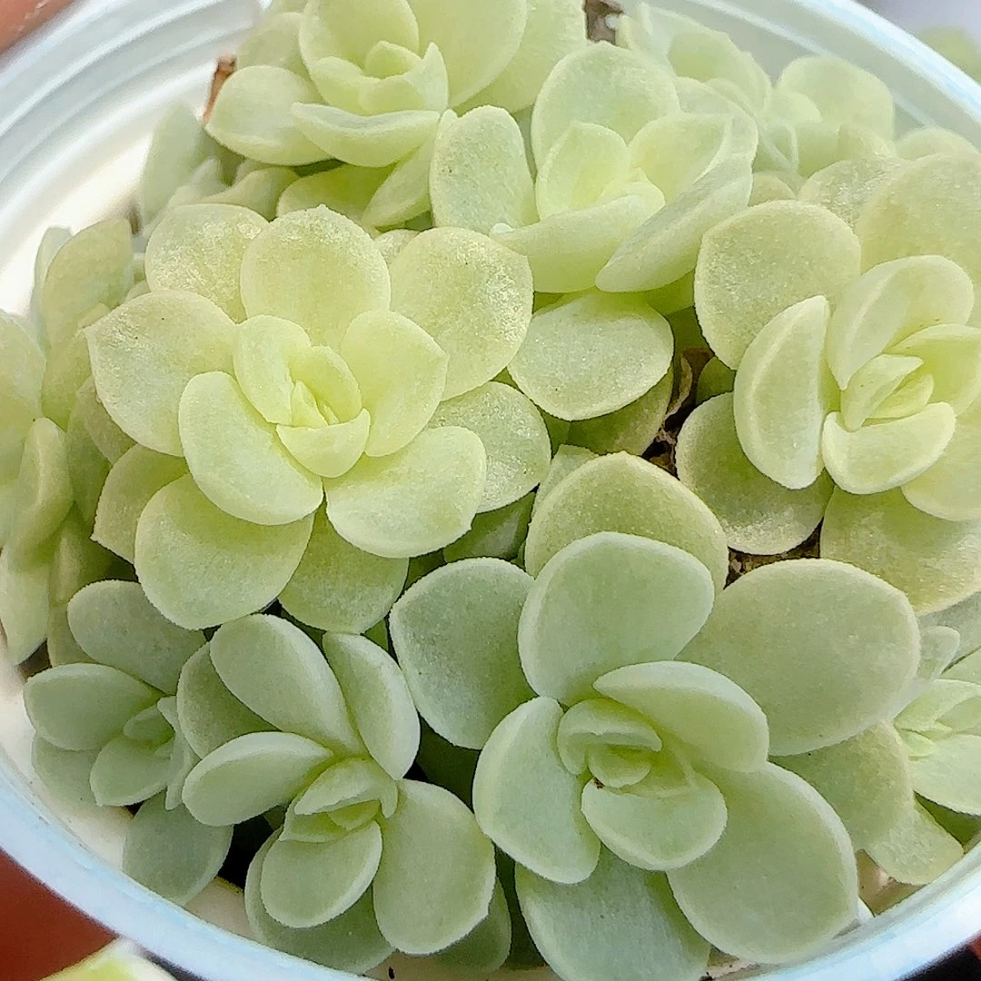 【闪购商品】0905-93优选麦杆