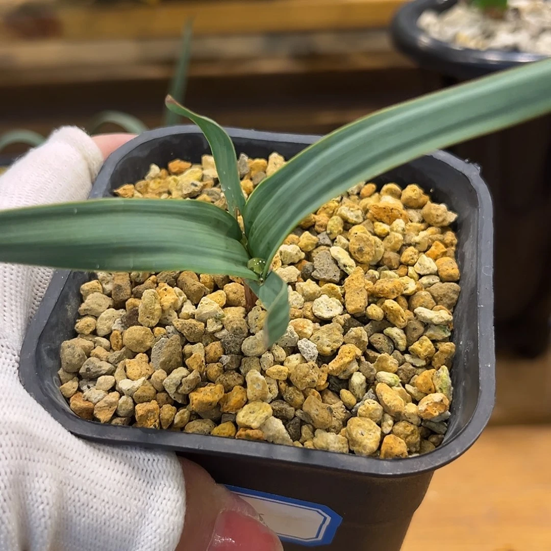 燕***瓜汤圆植物百岁兰5哈