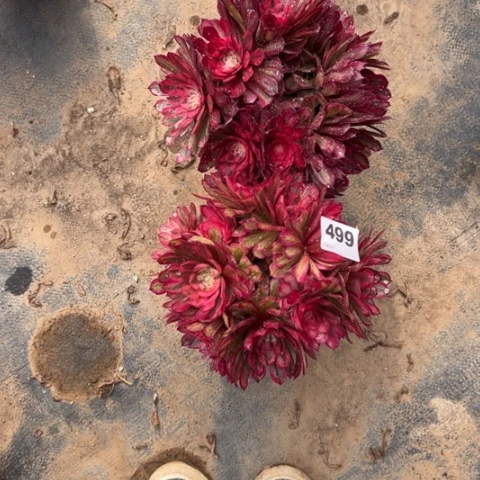 晴****）499白月光2颗多肉