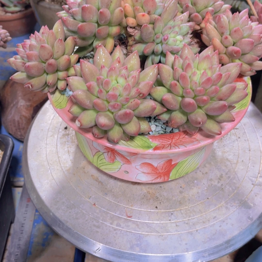 燕***子多肉植物保护研究所所长一