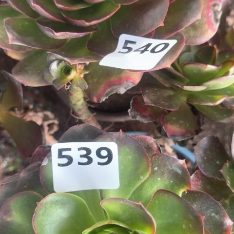 橙*子法师魅金2颗17-20