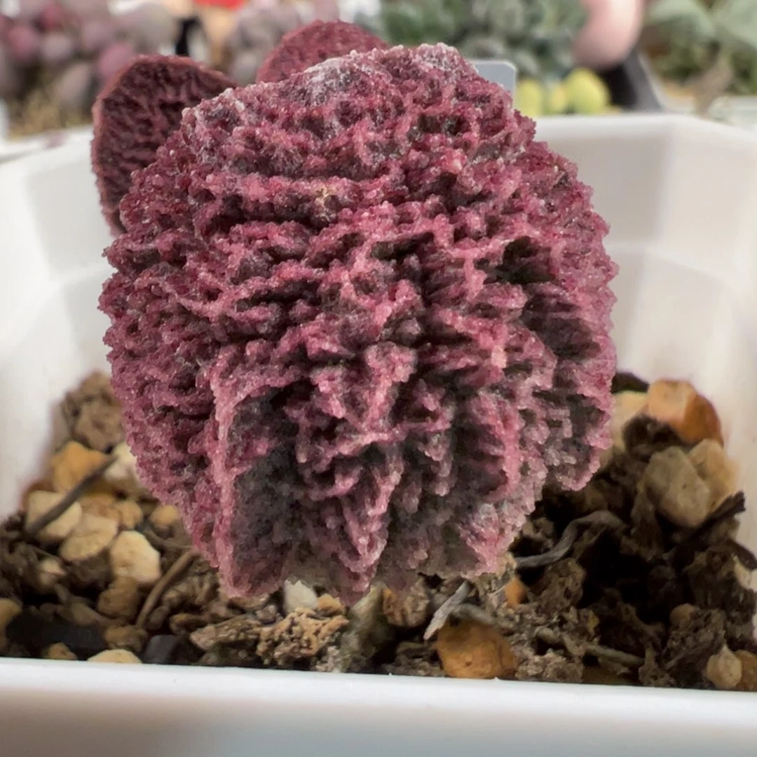 实生新品单头纯木质桩多肉植物