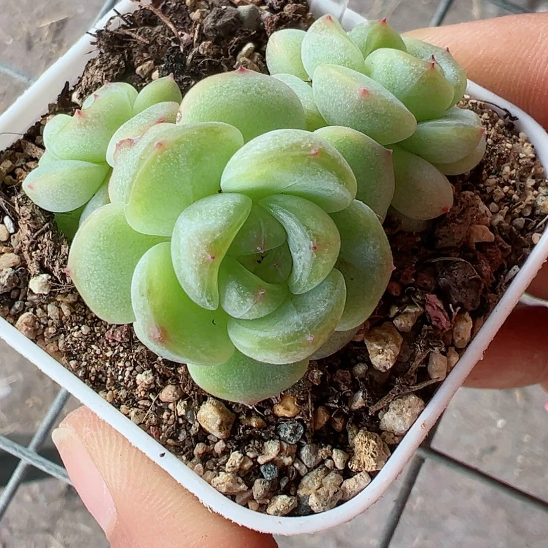 【闪购商品】636号哈哈哈哈哈