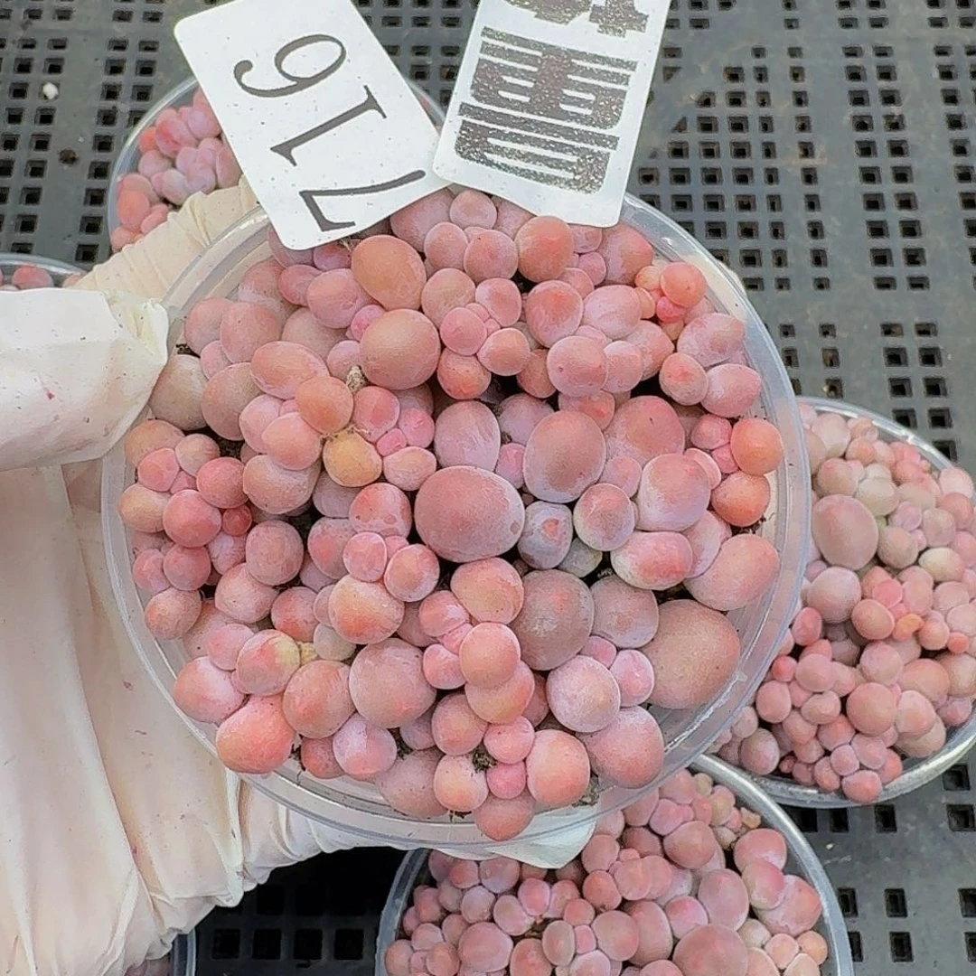 多肉植物多肉植物716量拍