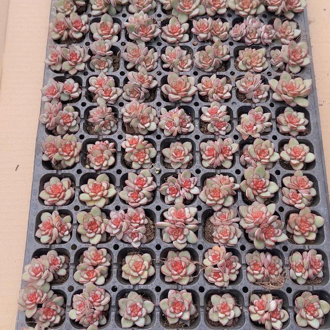 肉酱玫瑰105颗带拖地