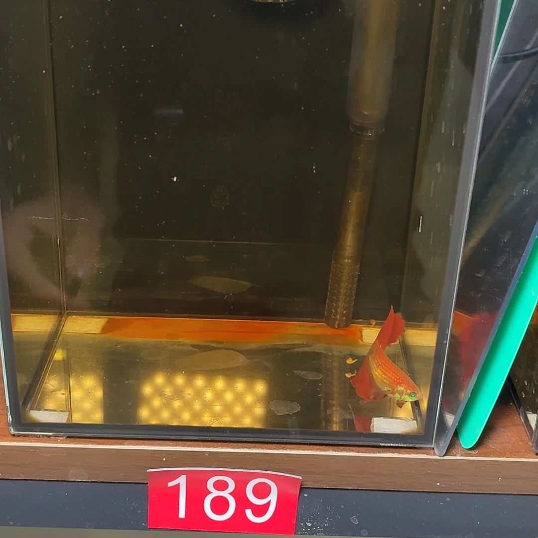 斗鱼红魔半月母鱼