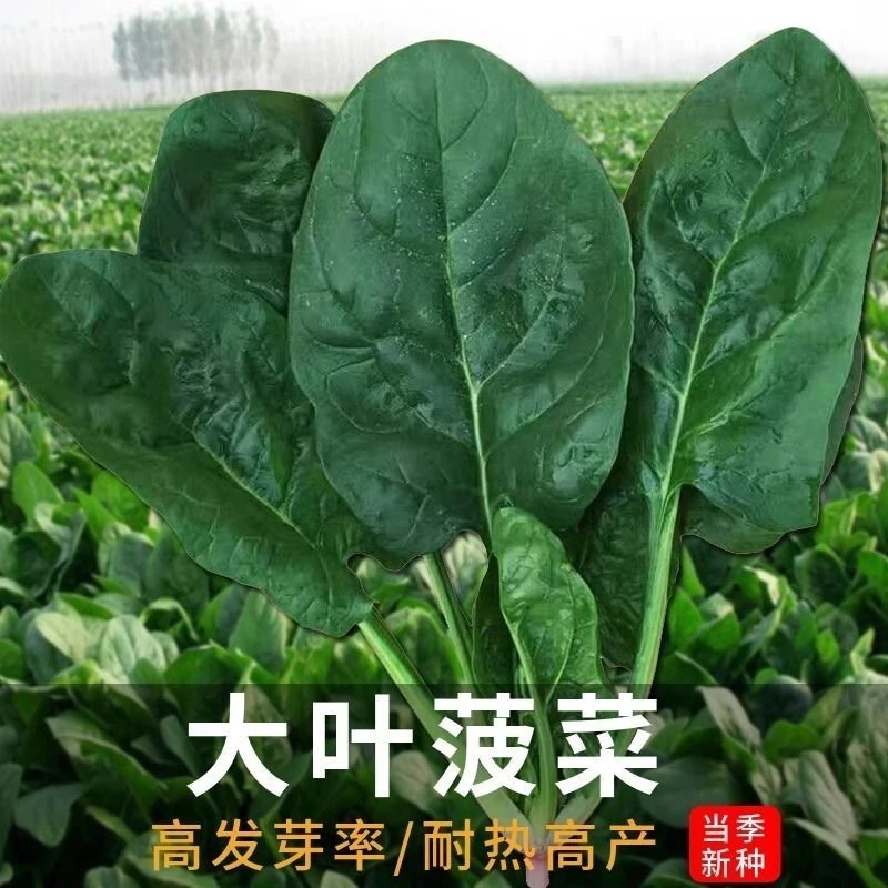 【春秋】大叶菠菜种子农家老菠菜籽田园庭院四季种植易管理蔬菜种籽