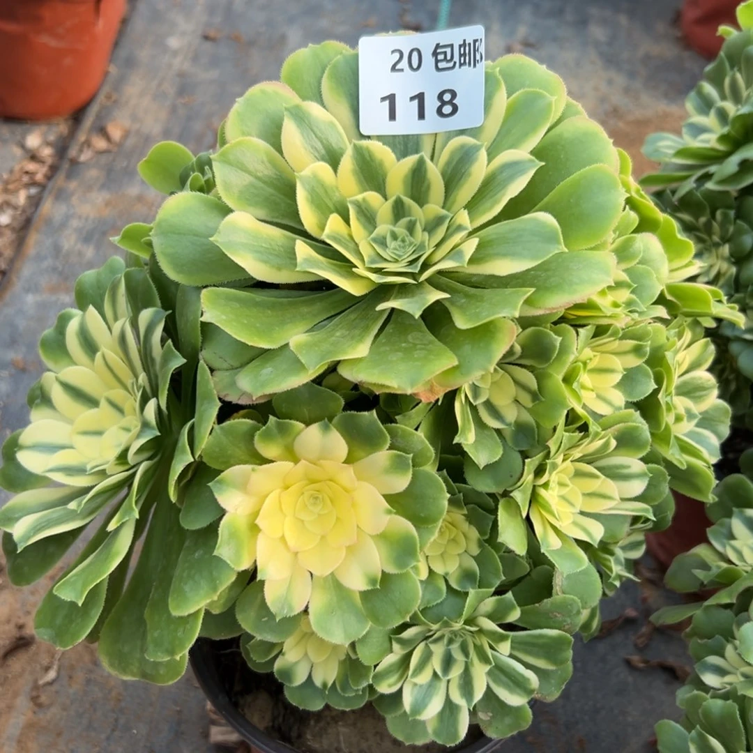 118新尼亚，满20包邮嘟叮熊