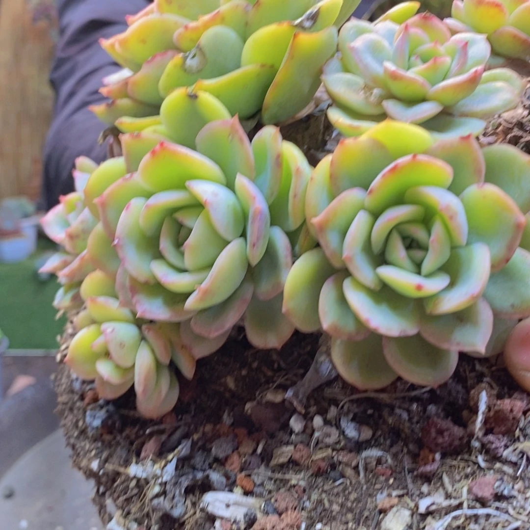 小*330号晨露0000