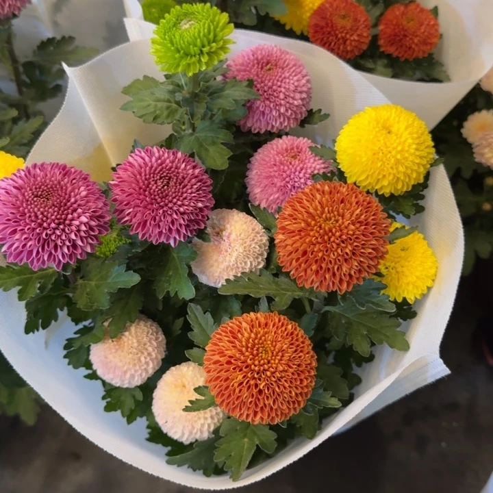 彩色乒乓菊5色盆栽