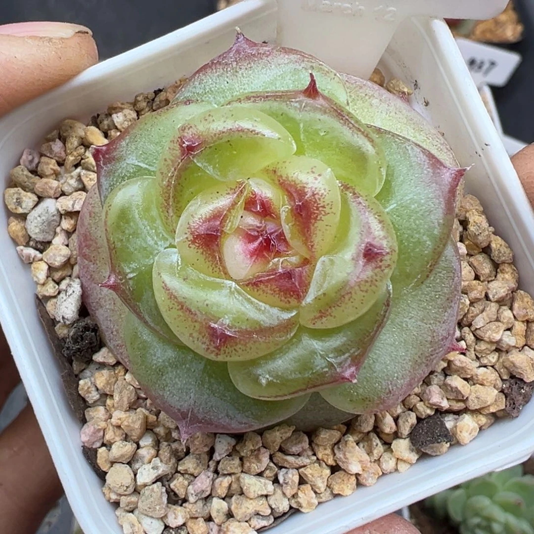 937号绿菩提晗雨多肉植物