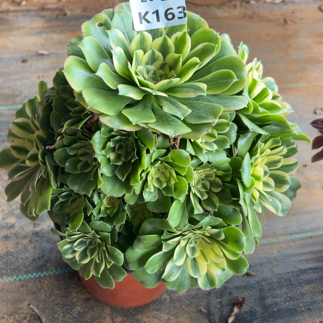 163新尼亚，满20包邮