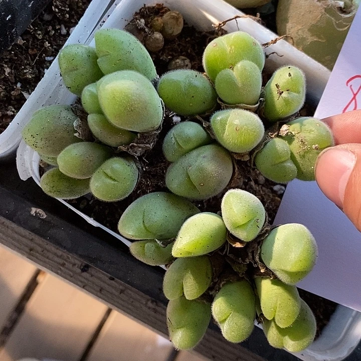 8303。  一组大头。毛翠滴