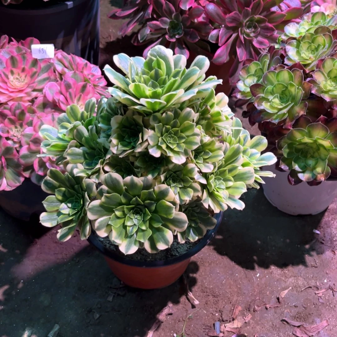 多肉植物金丝翡翠687