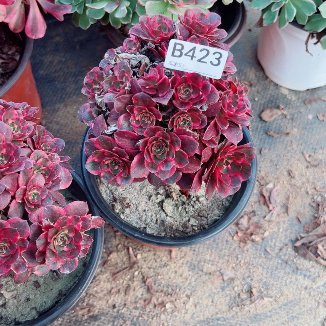 423纳福多肉植物法师多肉