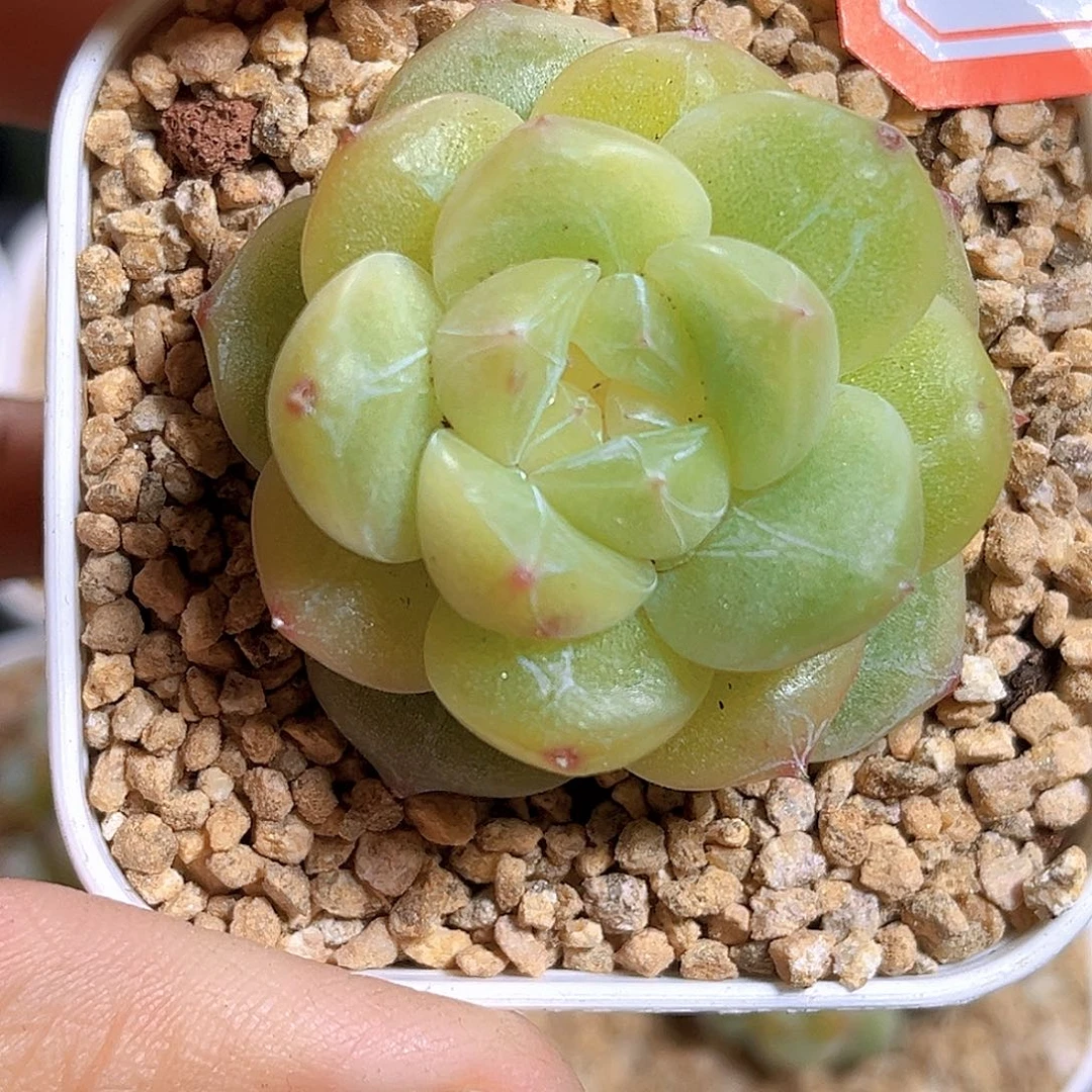 K686 流珠 满18包邮