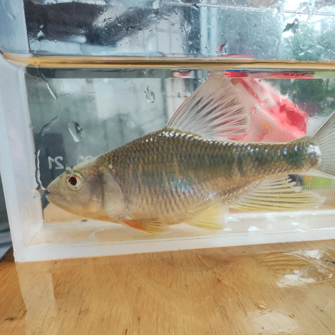 原生发色马口溪哥鱼桃花鱼冷水观赏鱼好养耐活溪流鱼